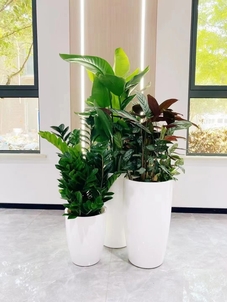 揭秘宁波杭州湾绿化养护，服务好的惊人秘密！亡